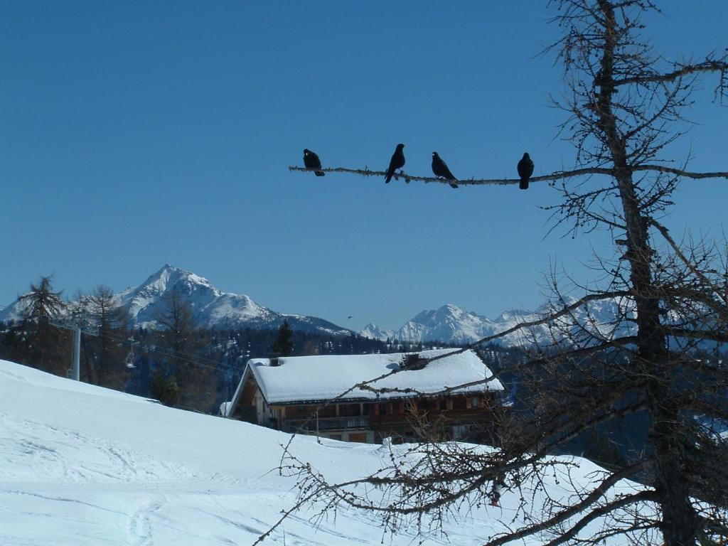 Mecki'S Dolomiten Panorama Stubn Debant Quarto foto